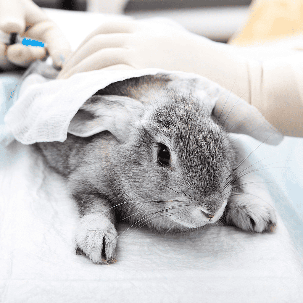 Understanding L’Oréal’s stance on animal testing