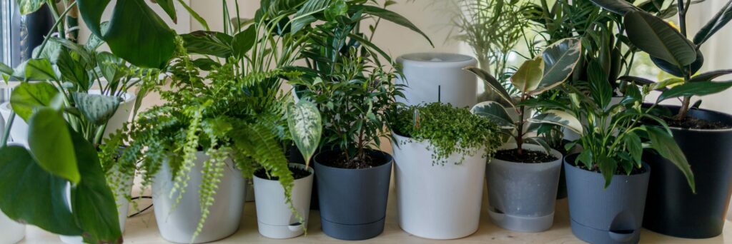 gardening inside apartment