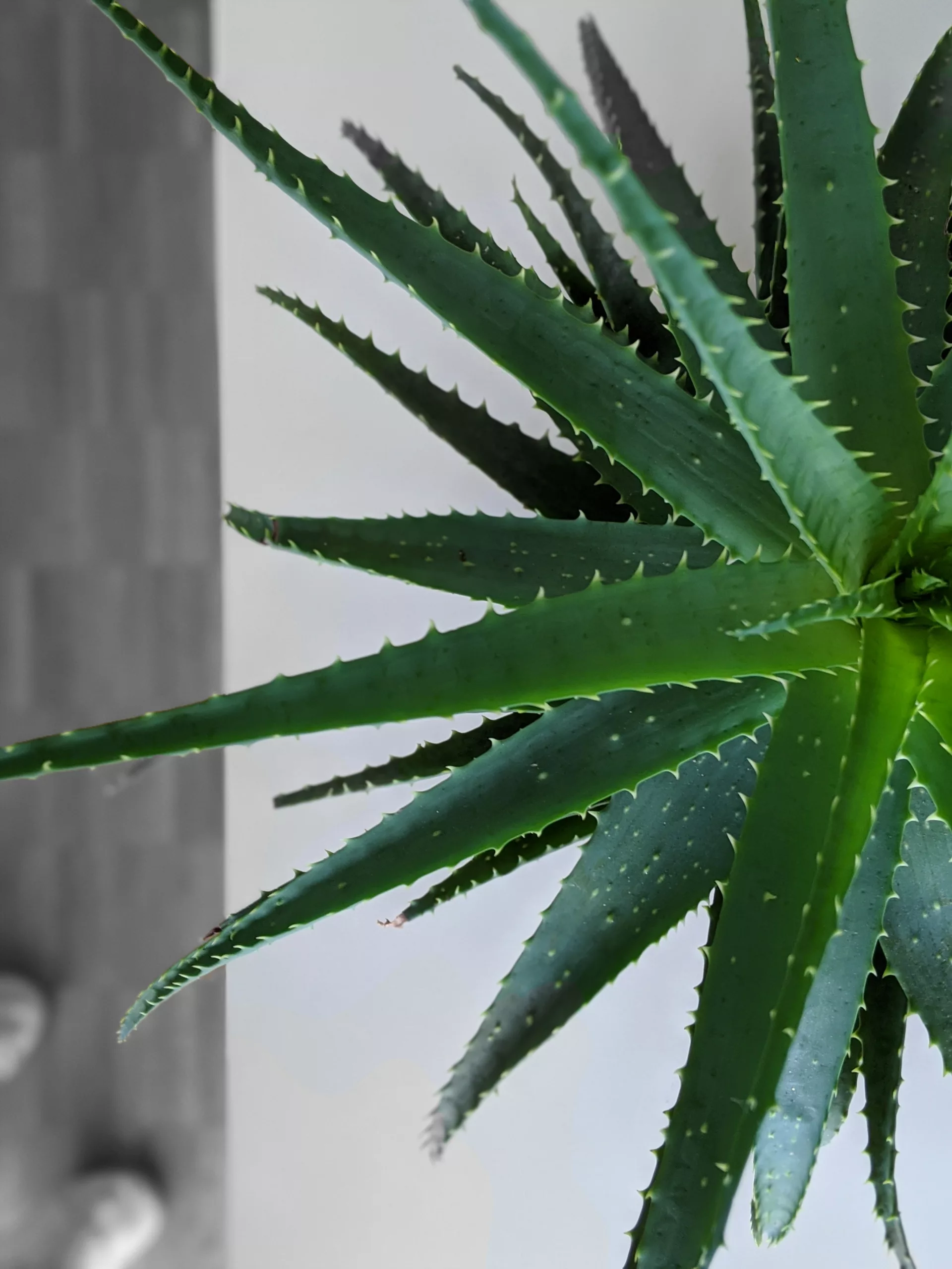 Address your oral health concerns with vegan oral care products enriched with aloe vera.
