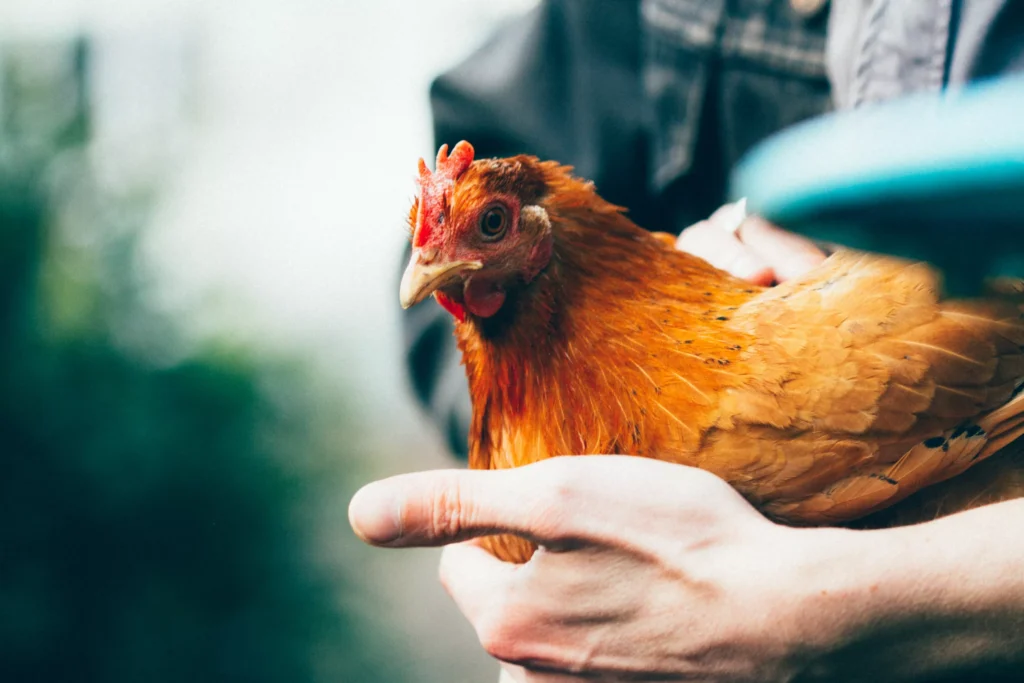 Can Chickens Eat Banana Peels