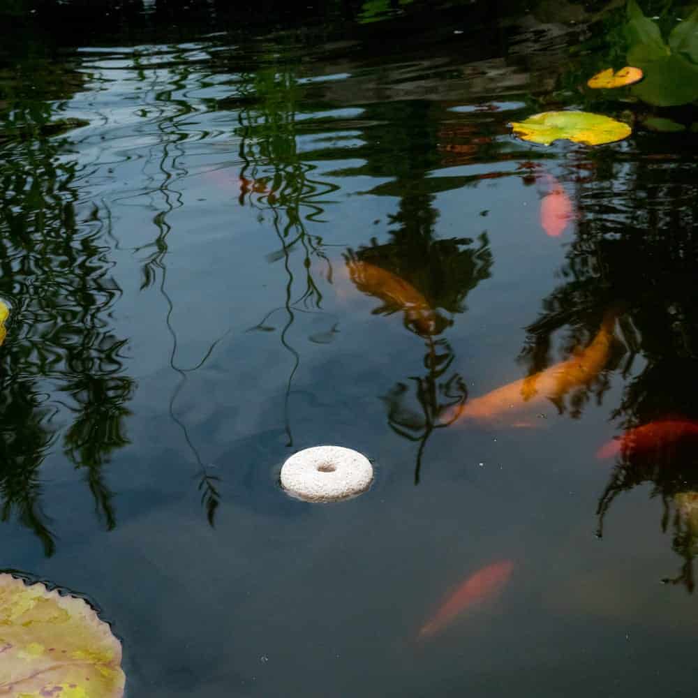 Do mosquito dunks kill other insects?