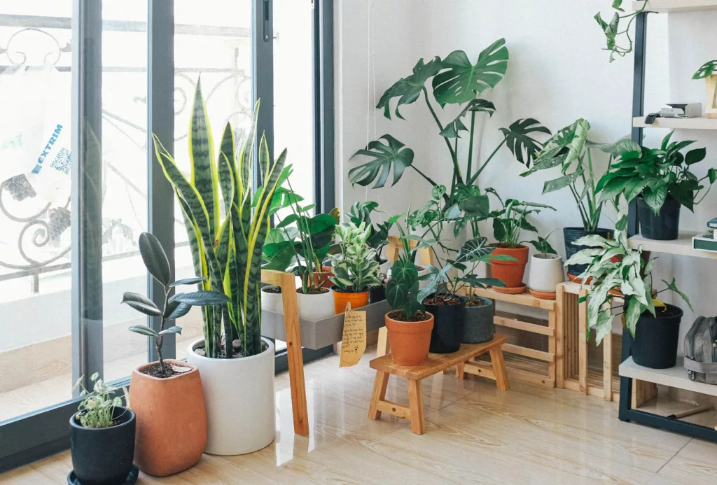Why Choose Plants as Fly Repellents?