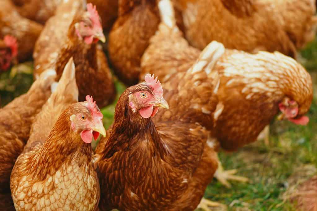 Are chickens mammals or birds?