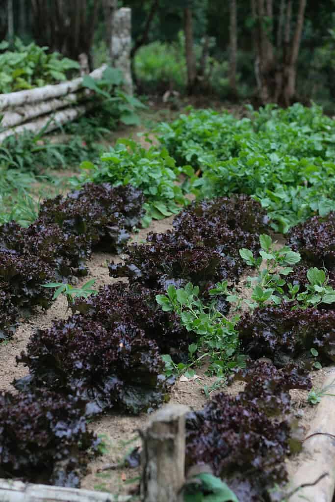 Health benefits of purple lettuce in salads