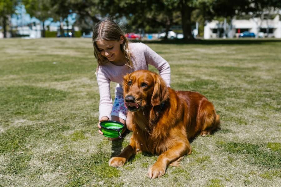 How to Choose the Best Vegan Dog Food Brand