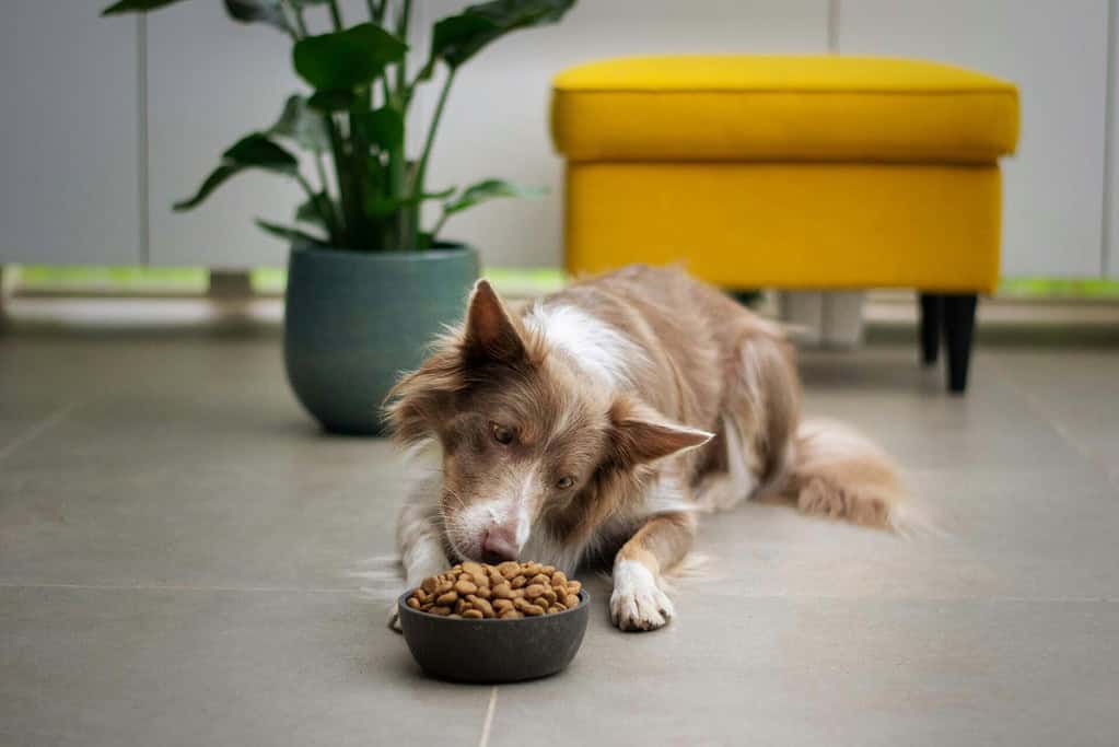 vegan dog food
