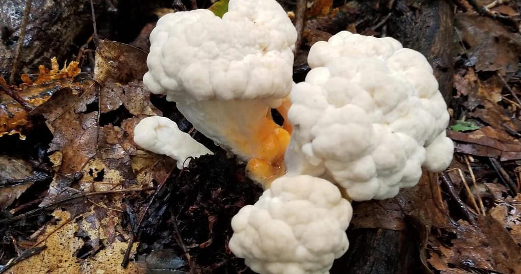 Is Cauliflower Mushroom Good For You?