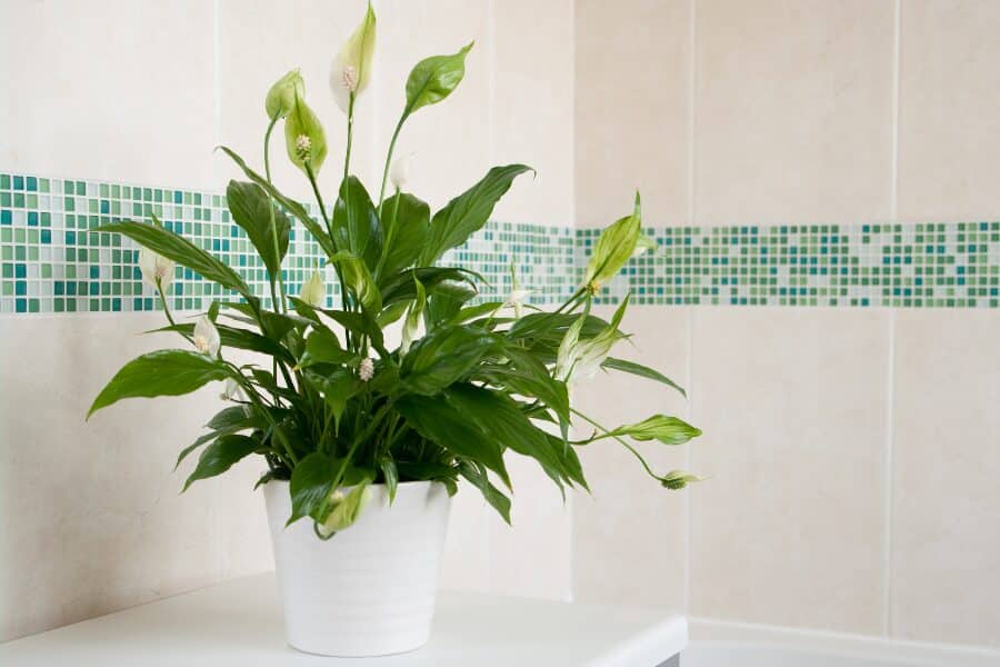 Peace Lily
