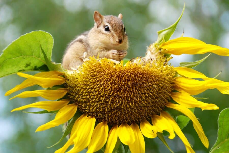 chipmunk repellent