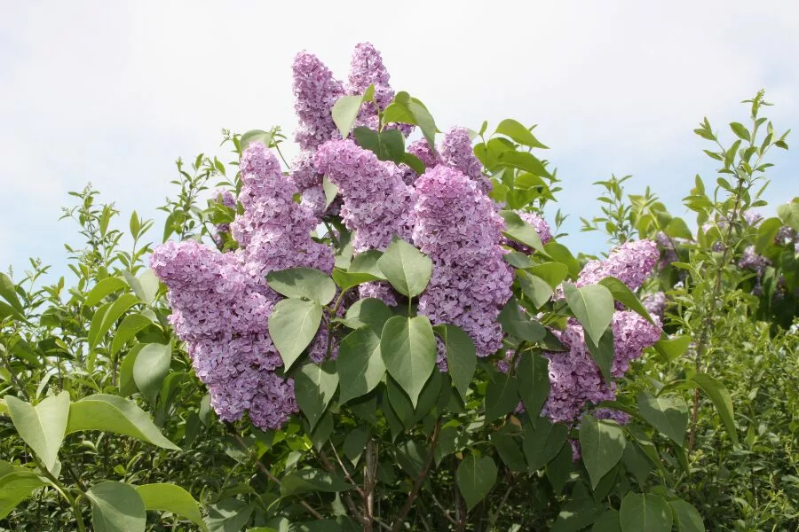 Lilac Bushes
