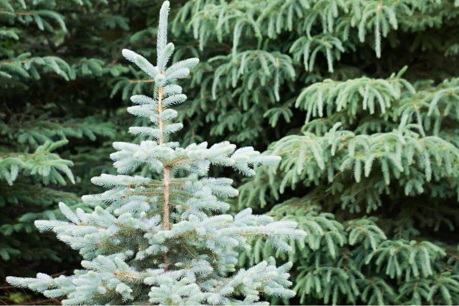 Spruce Trees