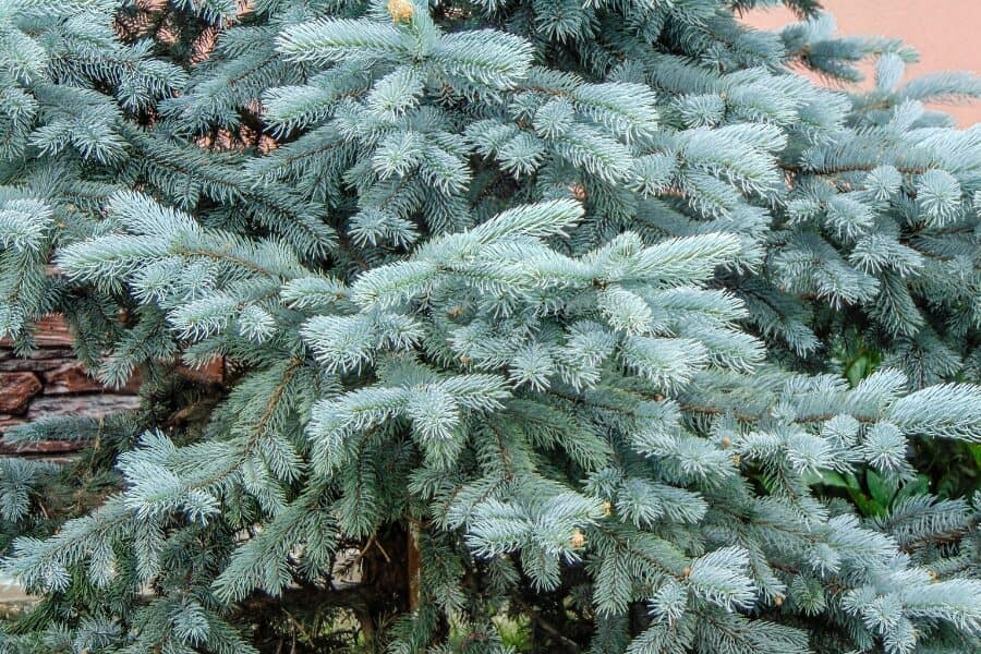 Colorado Spruce