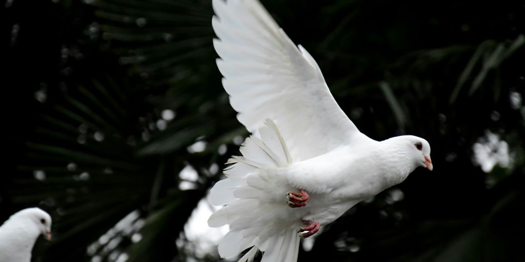 two white doves flying